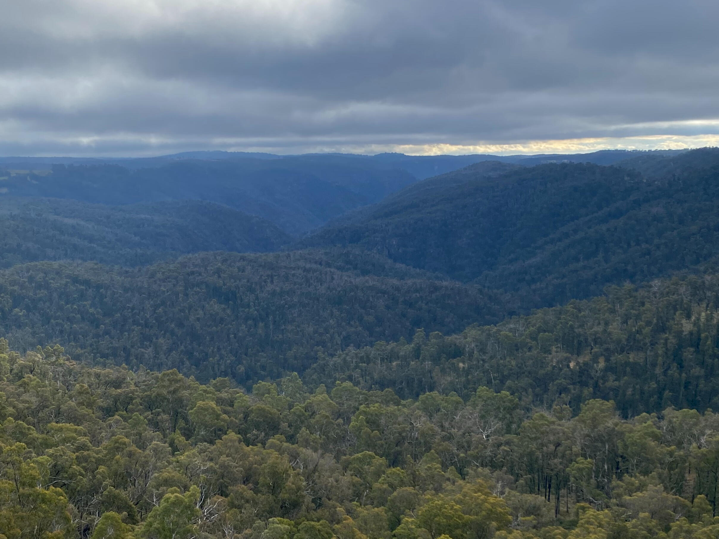 Dorrigo Plateau